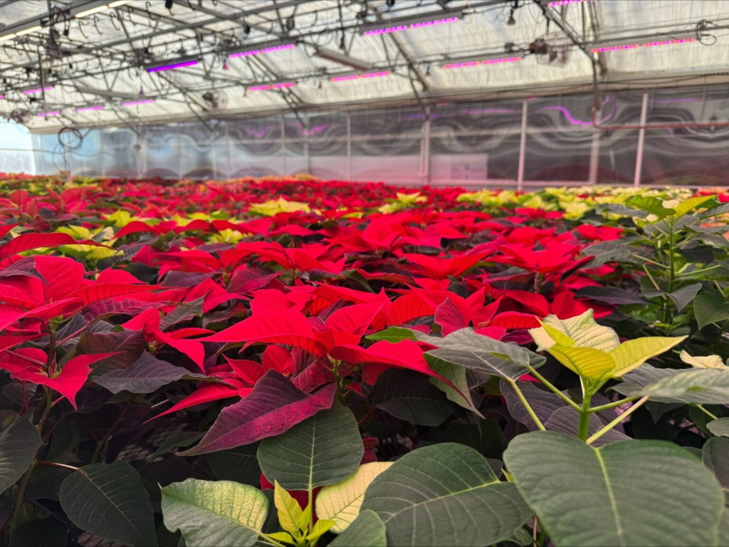 poinsettias