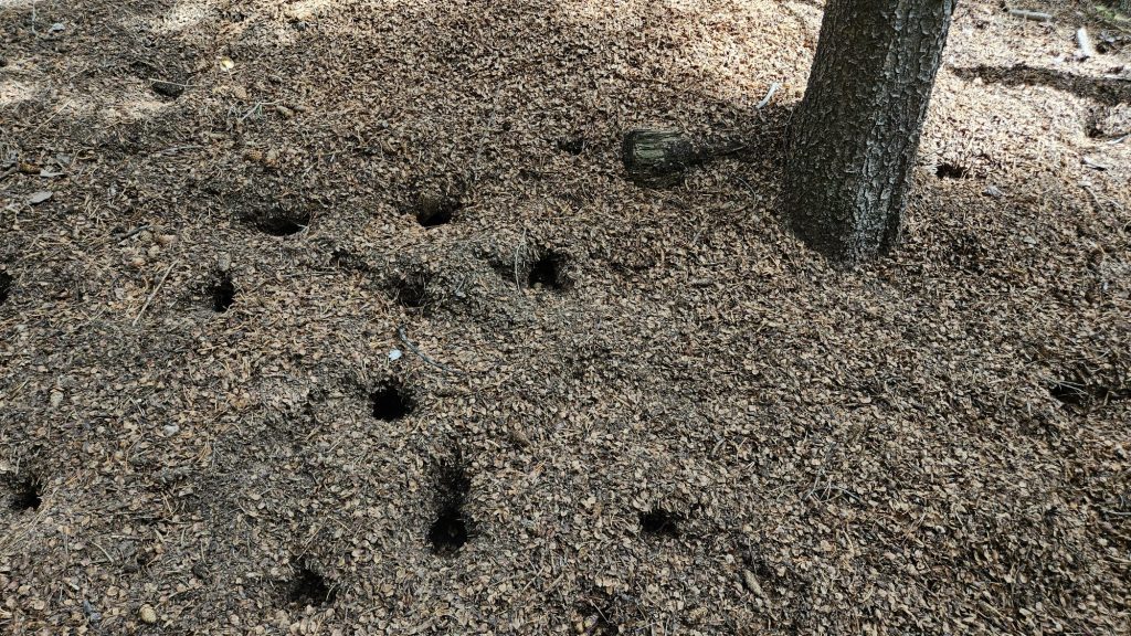 Matsutake hunting holes