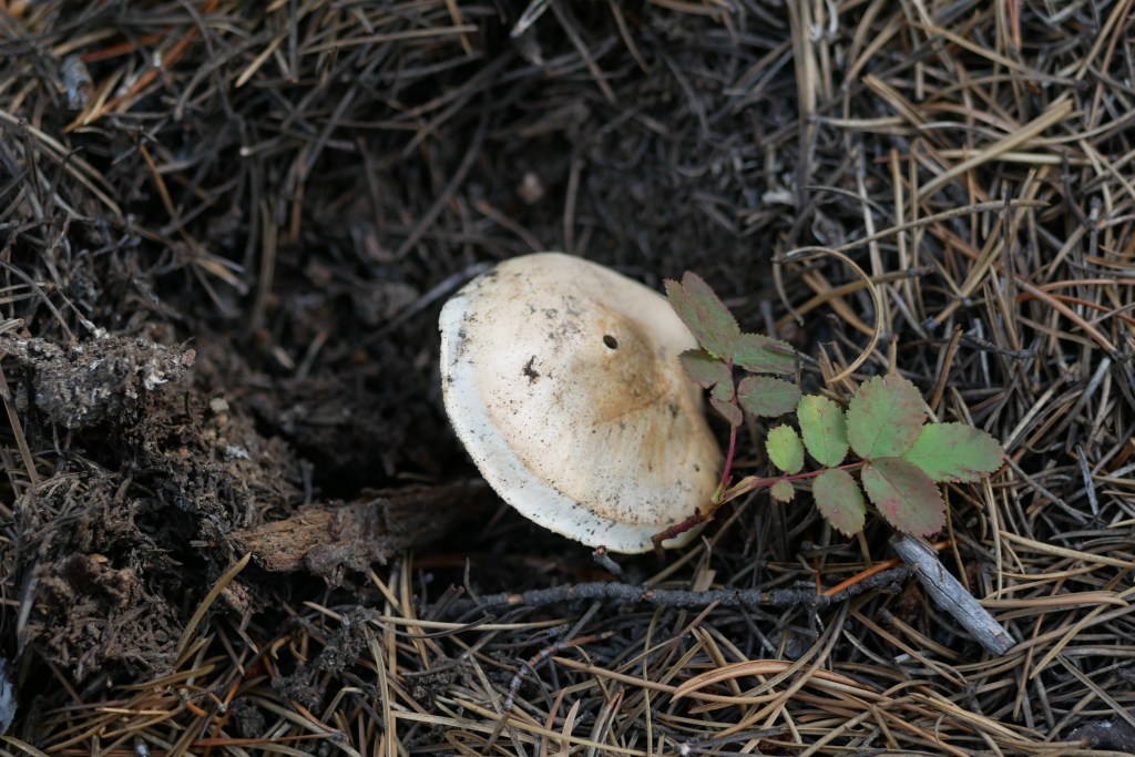 Matsutake peeking out