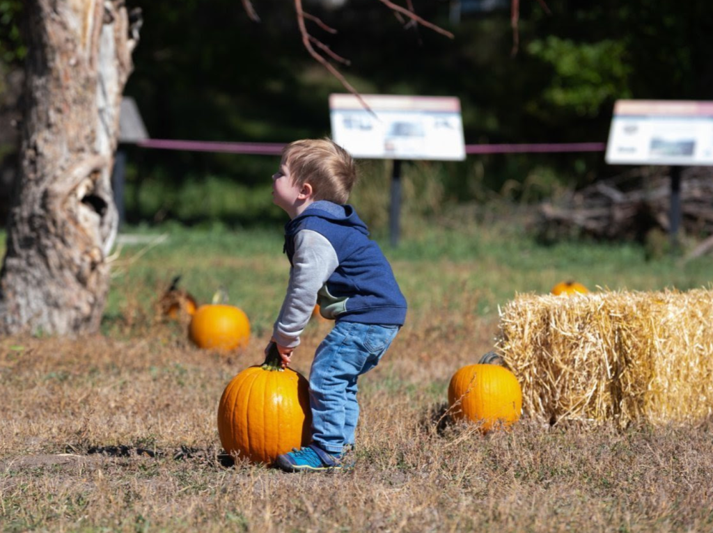 A boy tries to pick up a pumpkin