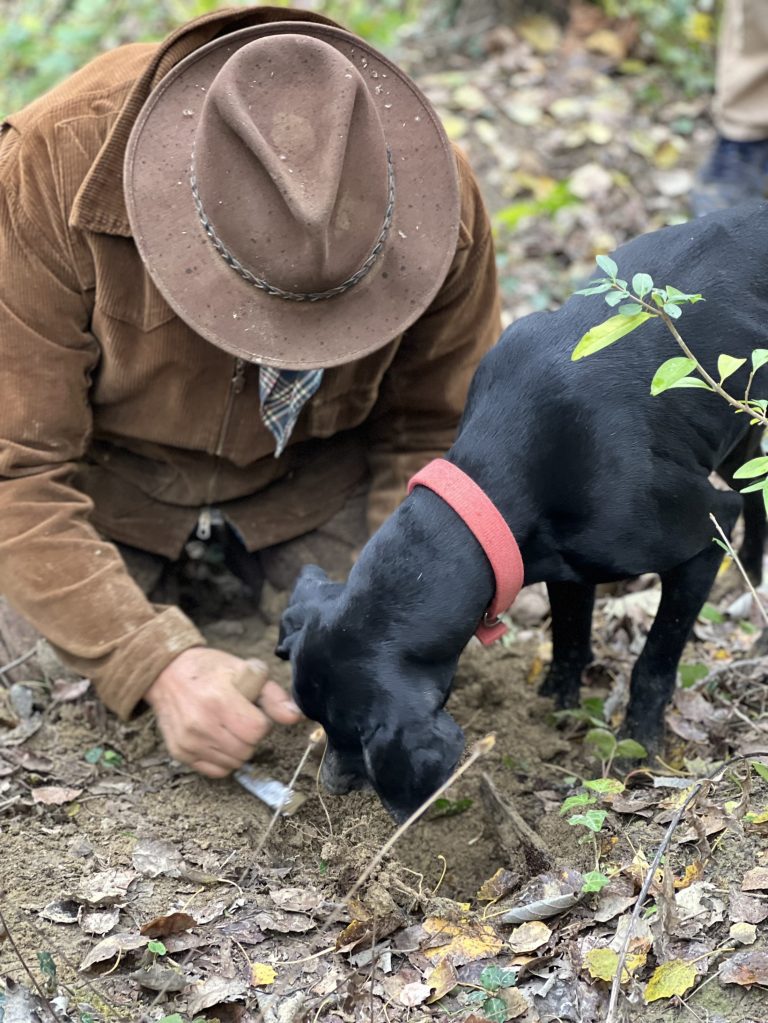 a dog sniffing for truffles