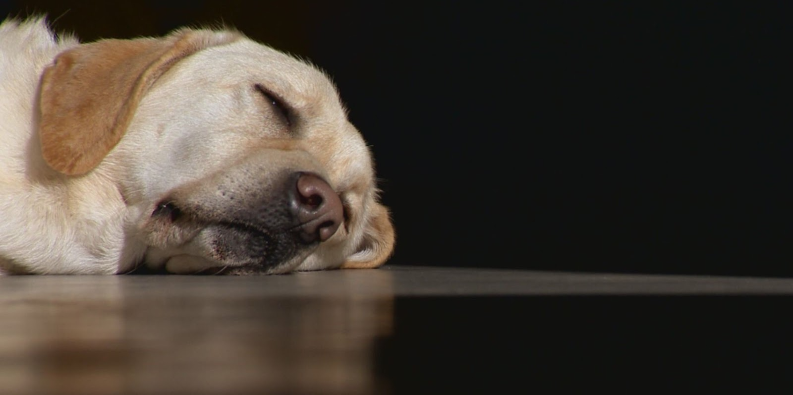 Yellow lab dog lays down