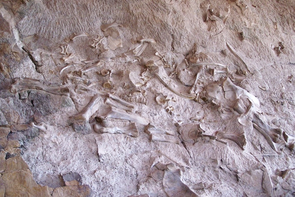 Dinosaur bones embedded into a rock wall at Dinosaur National Monument
