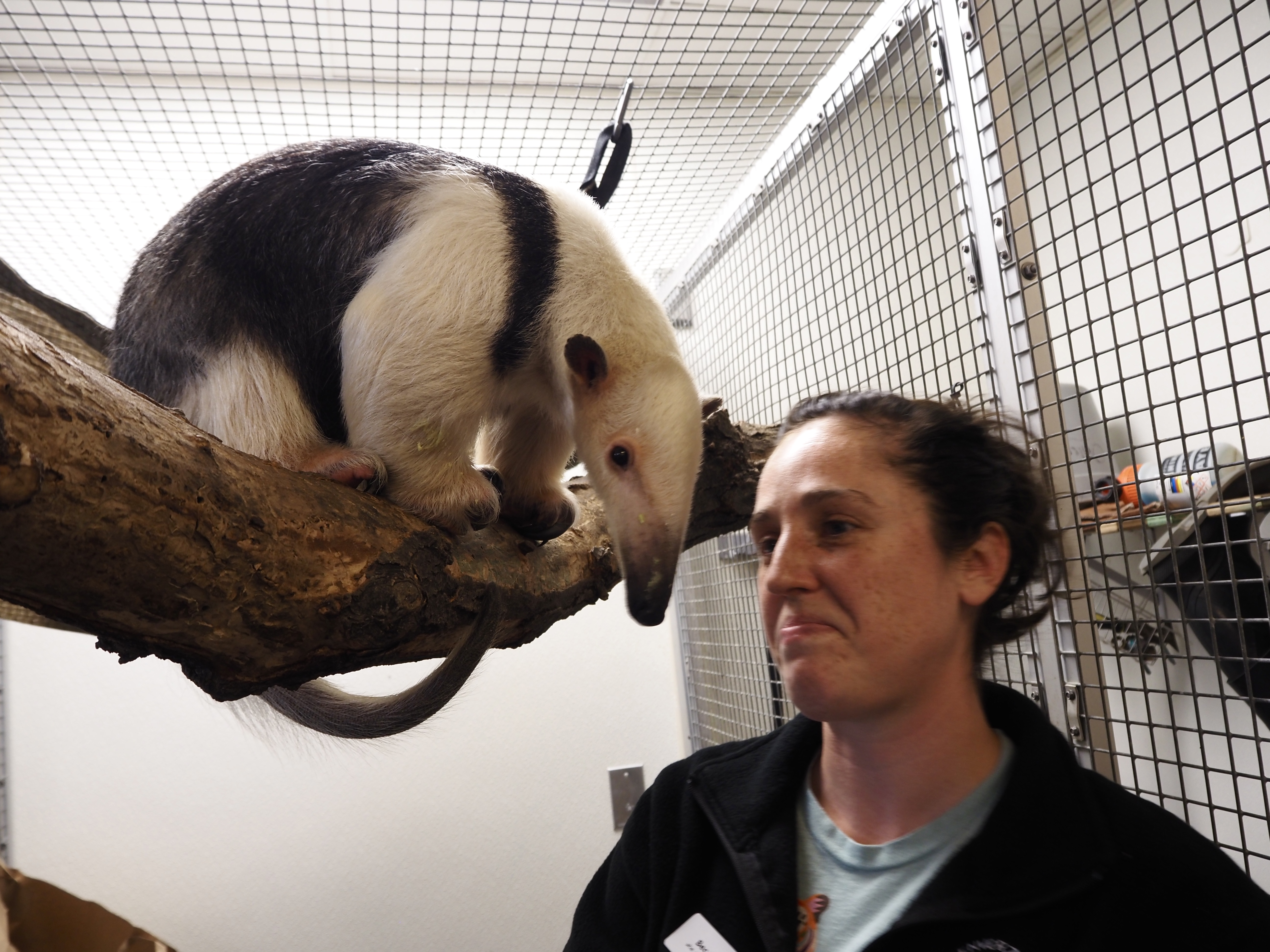A tamandua perches on a branch