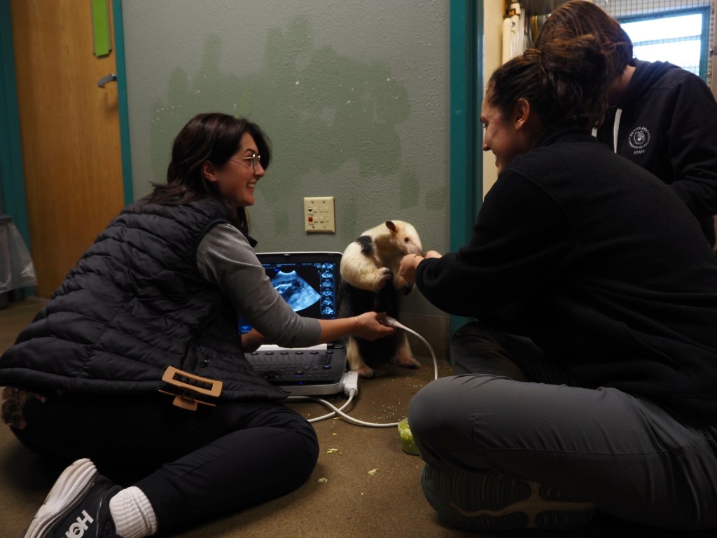 A tamandua gets an ultrasound