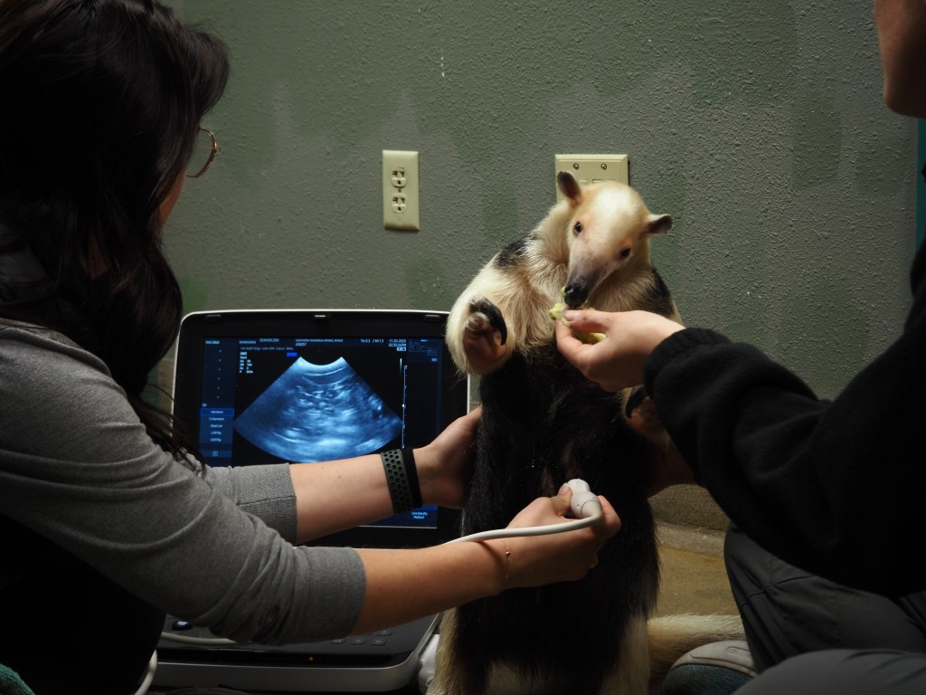 A tamandua gets an ultrasound
