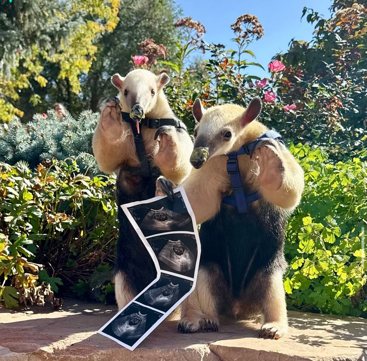 Two ant eaters holding ultrasound scans