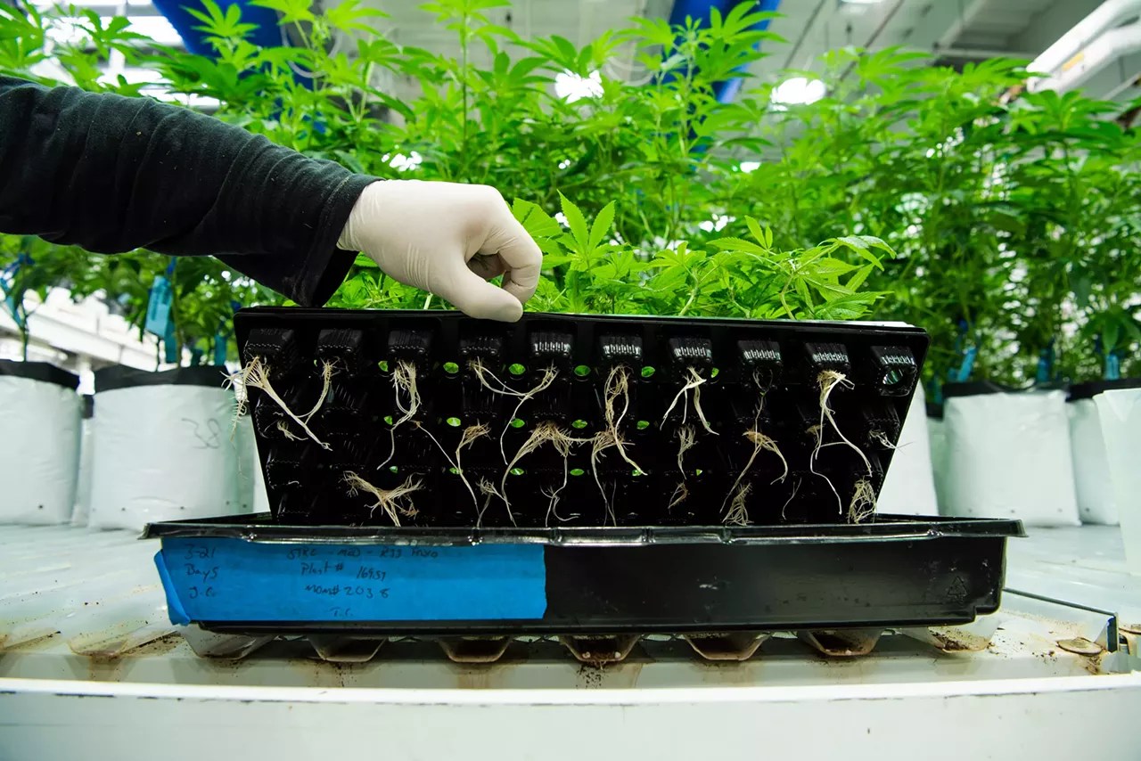Marijuana grower places clones in vegetative room