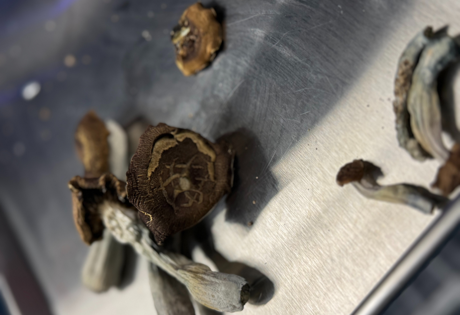psilocybin mushrooms on steel counter
