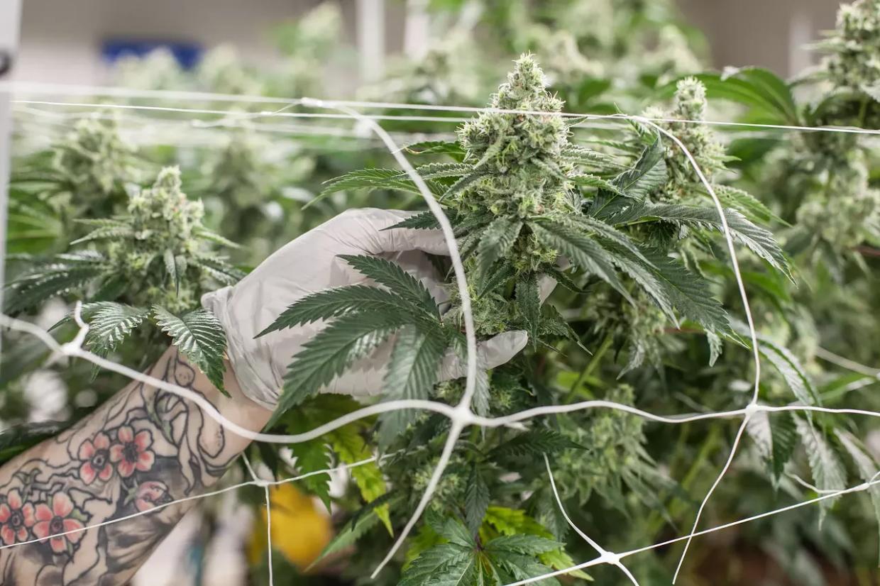 marijuana grower holds bud under growing light