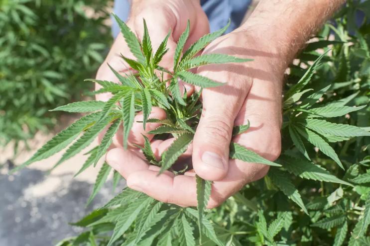 hands grab hemp plat leaves