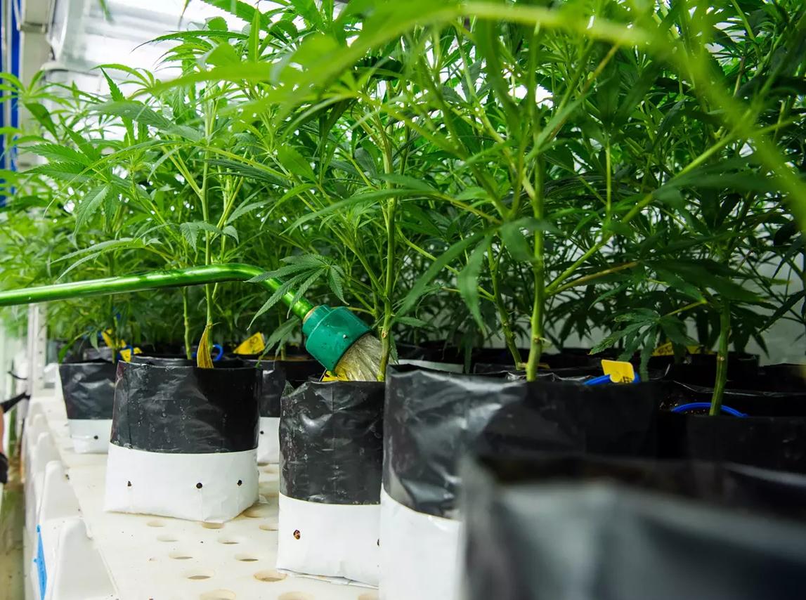 hose waters marijuana plants