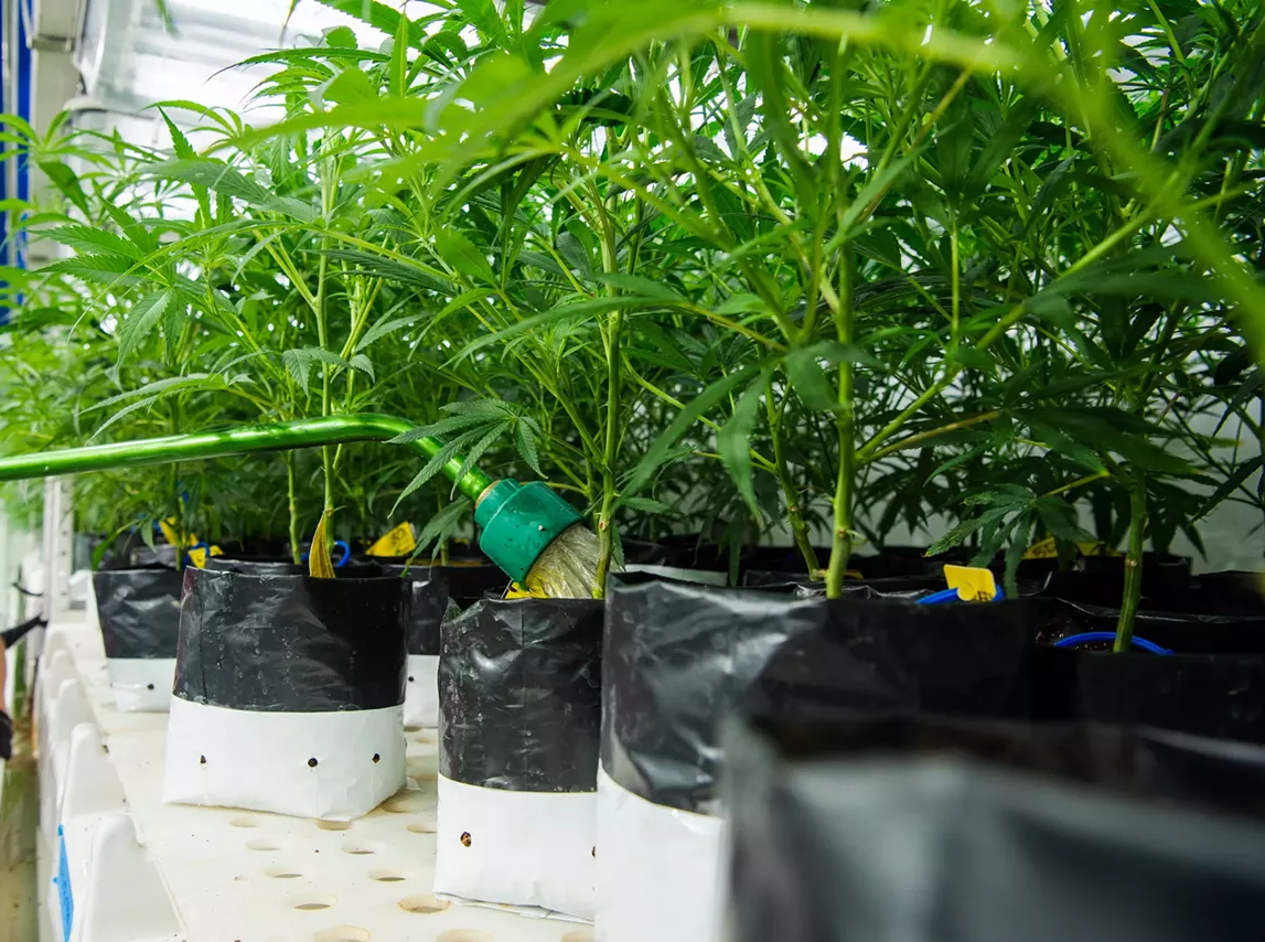 hose waters marijuana plants