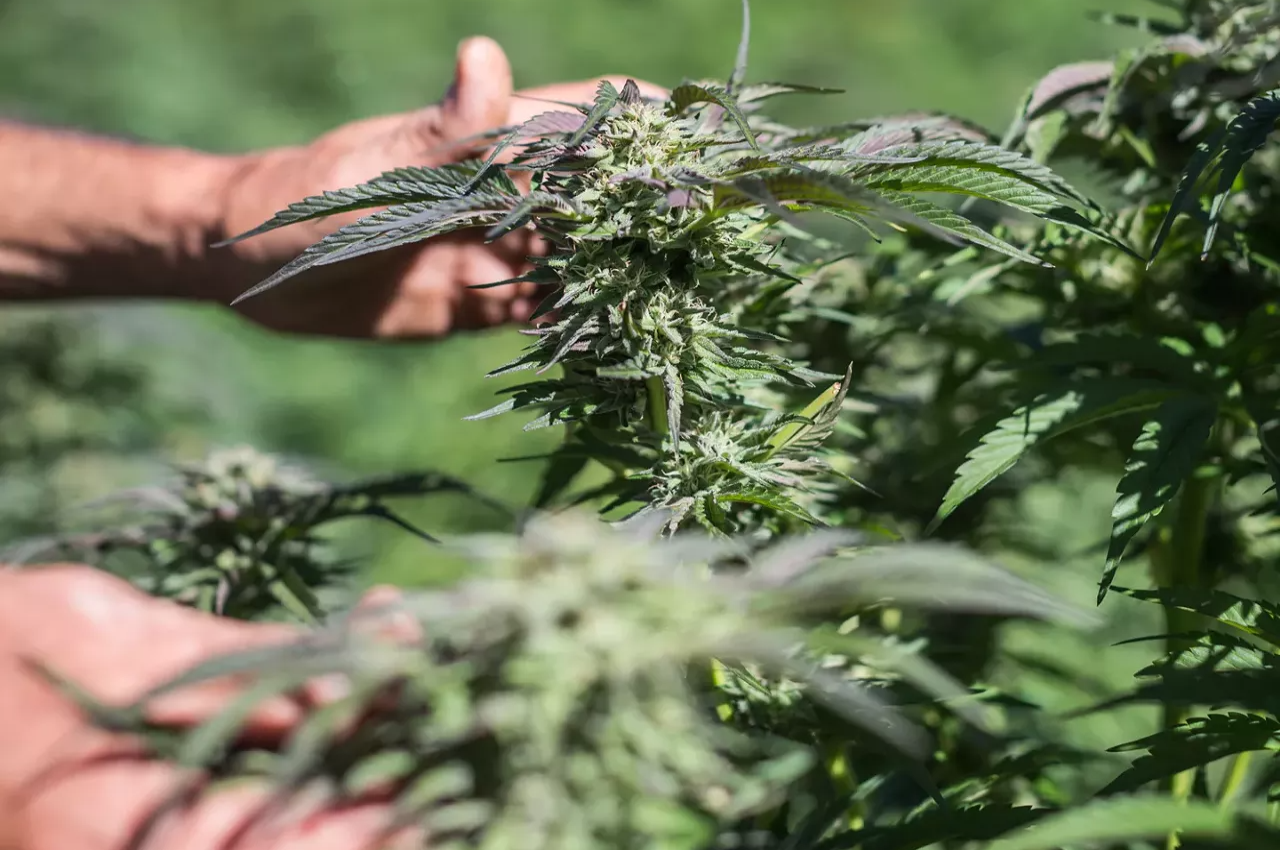 man's hands grab marijuana plant buds