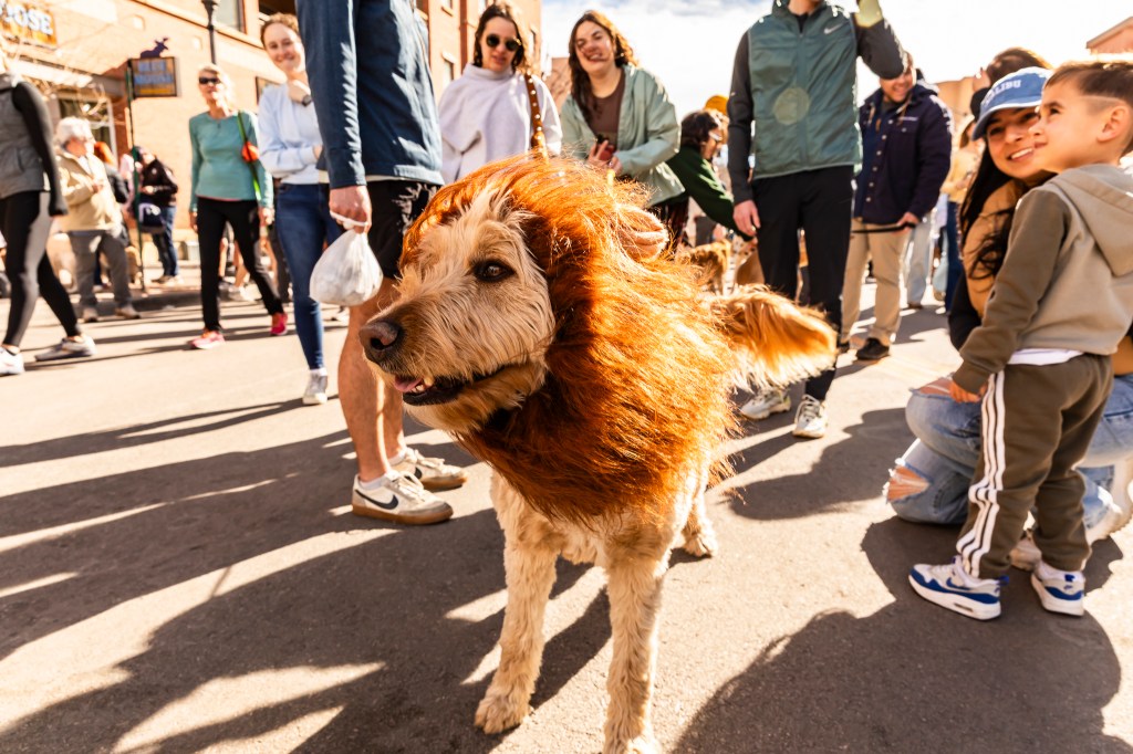 A photo of a dog dressed as a lion during the annual Golden's in Golden event.