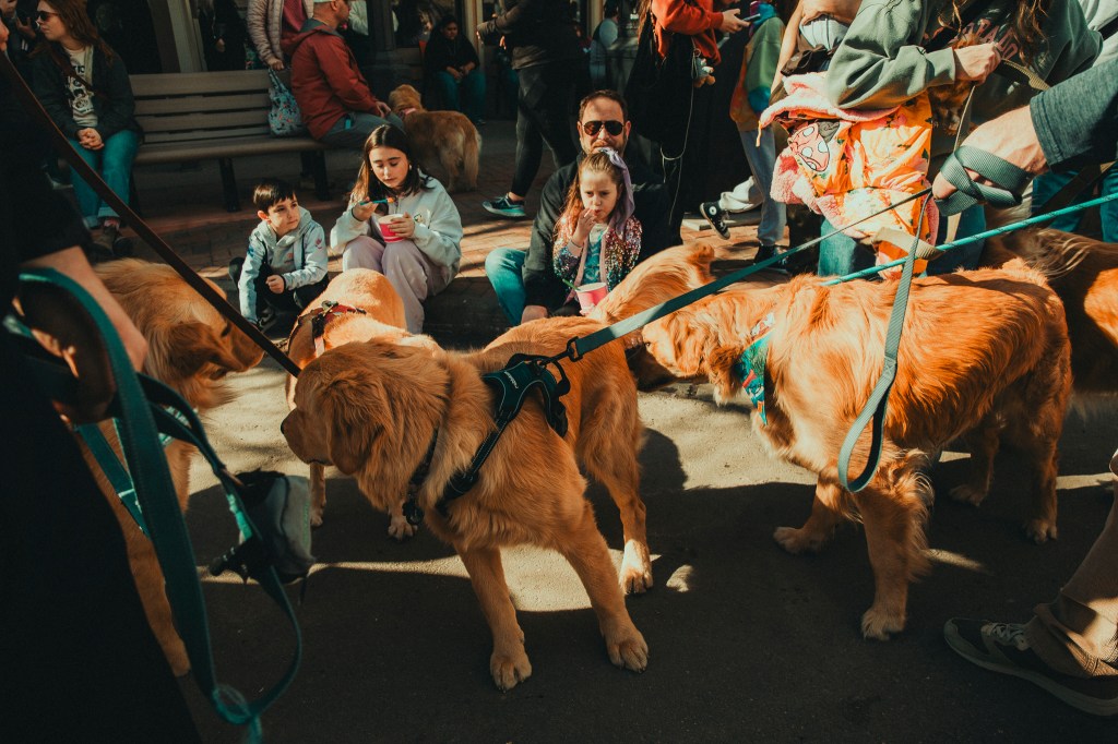 Golden Retrievers gather together in Golden, Colorado, for the annual Golden's in Golden dog event.
