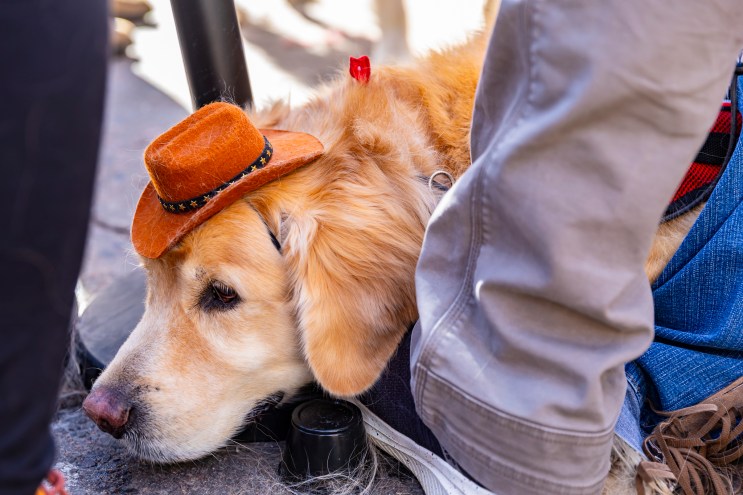 A dog resting during the annual Golden's in Golden event.