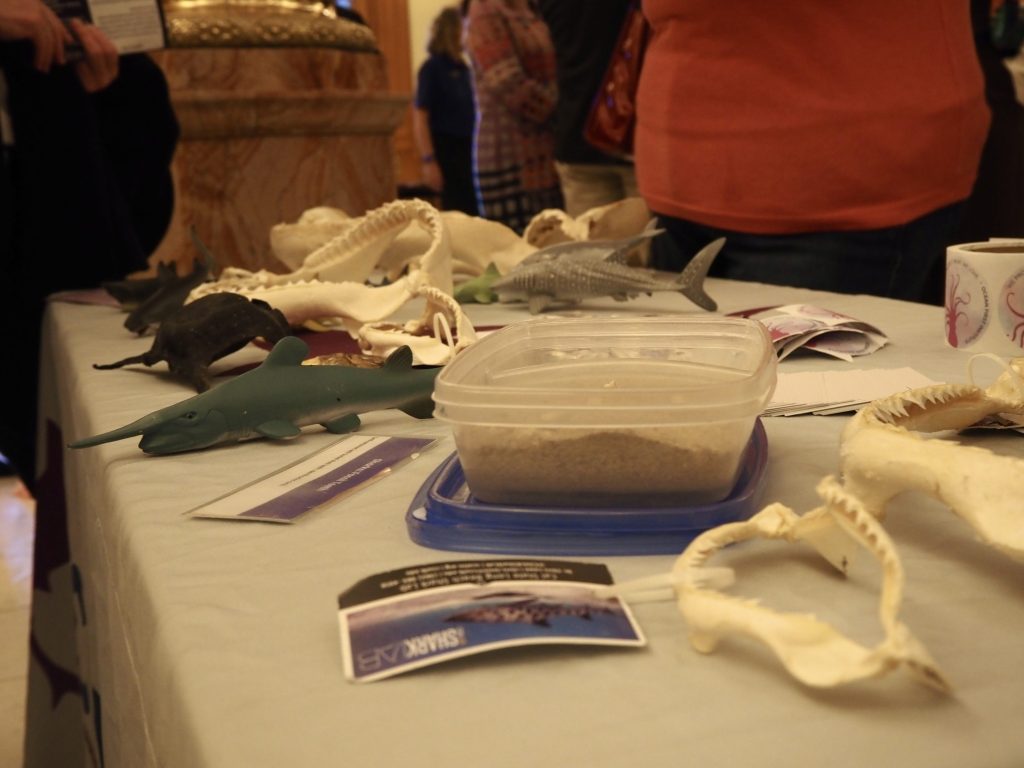 A table with shark teeth