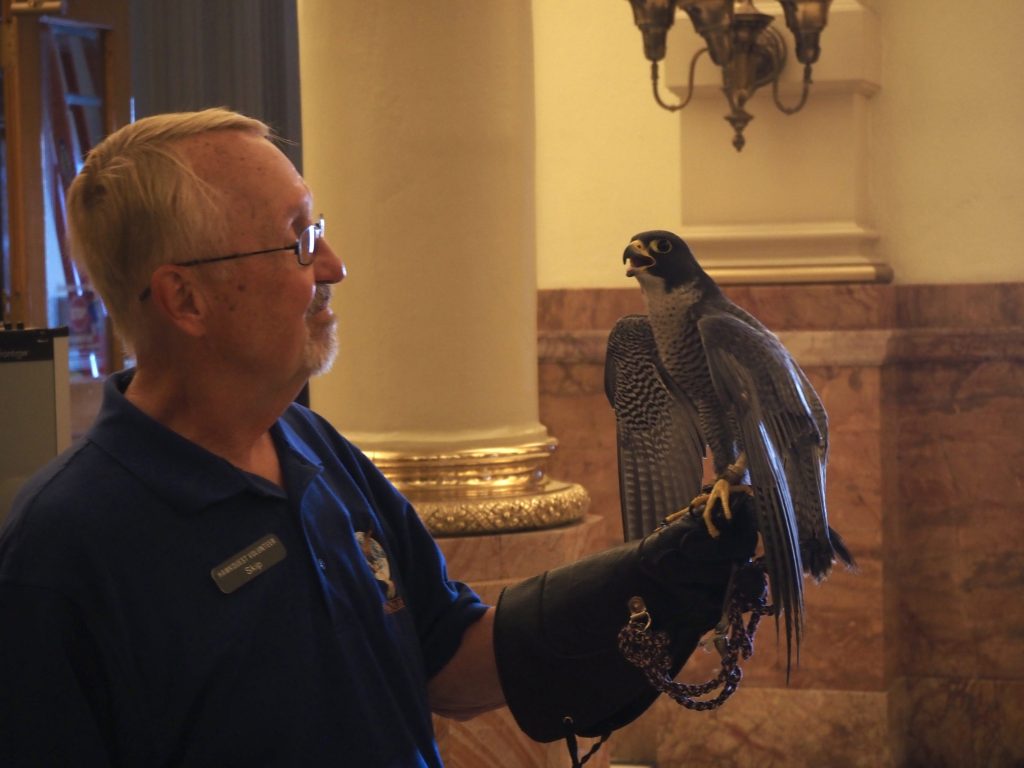 A man holds a falcon