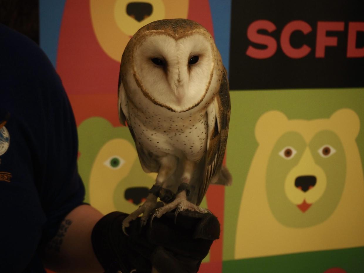 A barn owl