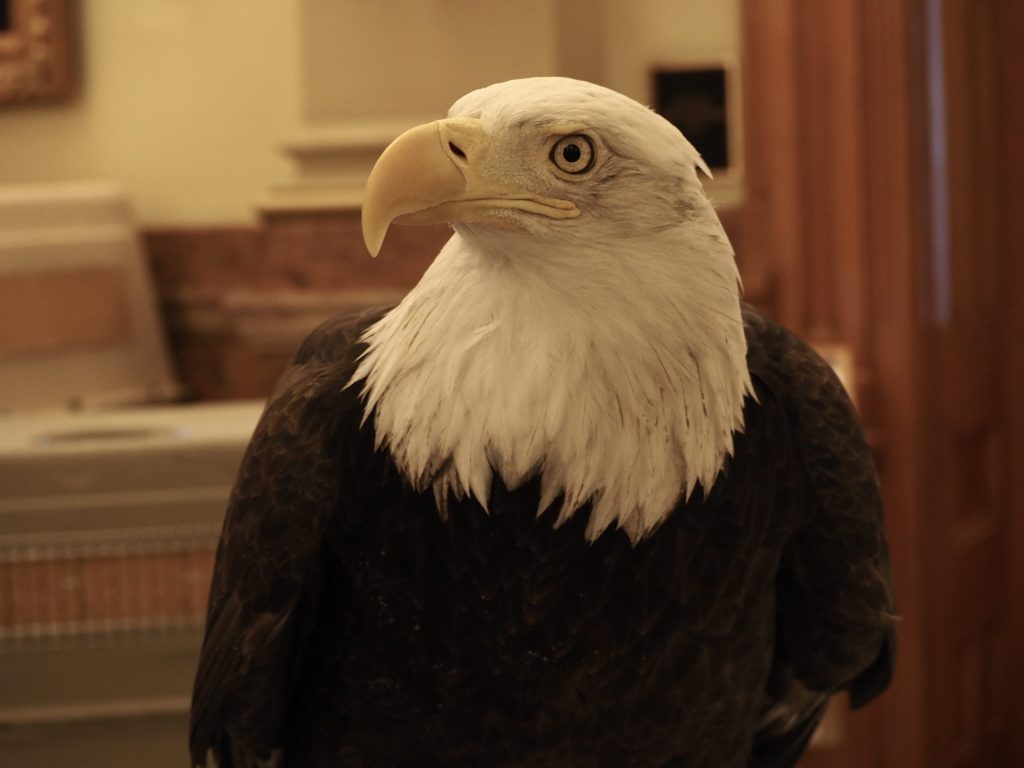 An eagle