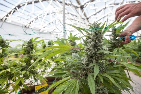 Cannabis Calendar: Green-Leafed Fun in March