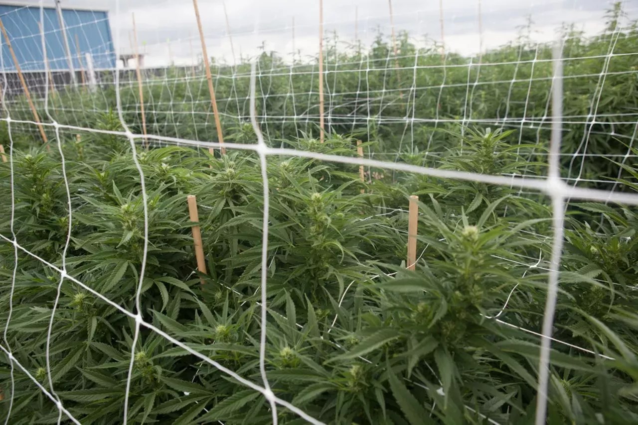 marijuana farm outside