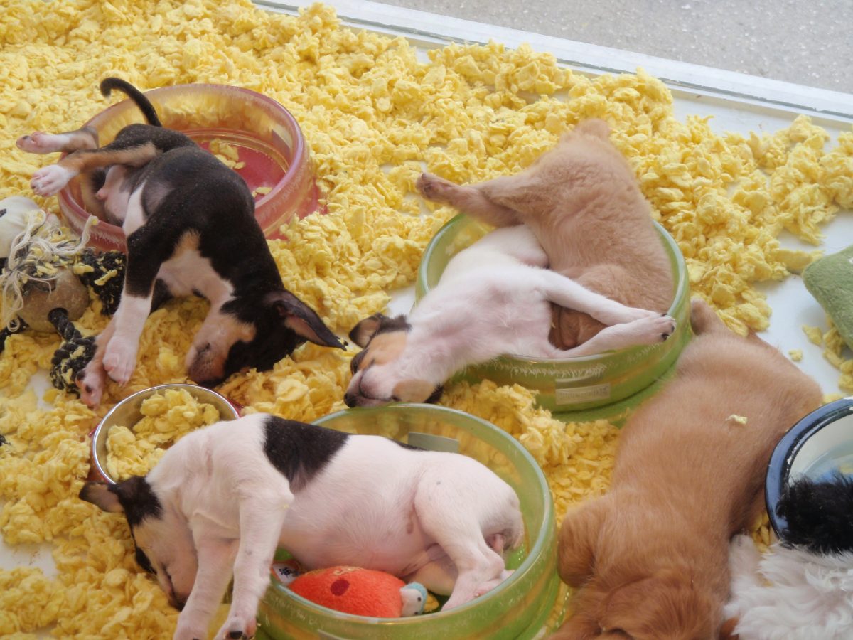 puppies play around in a pet store display