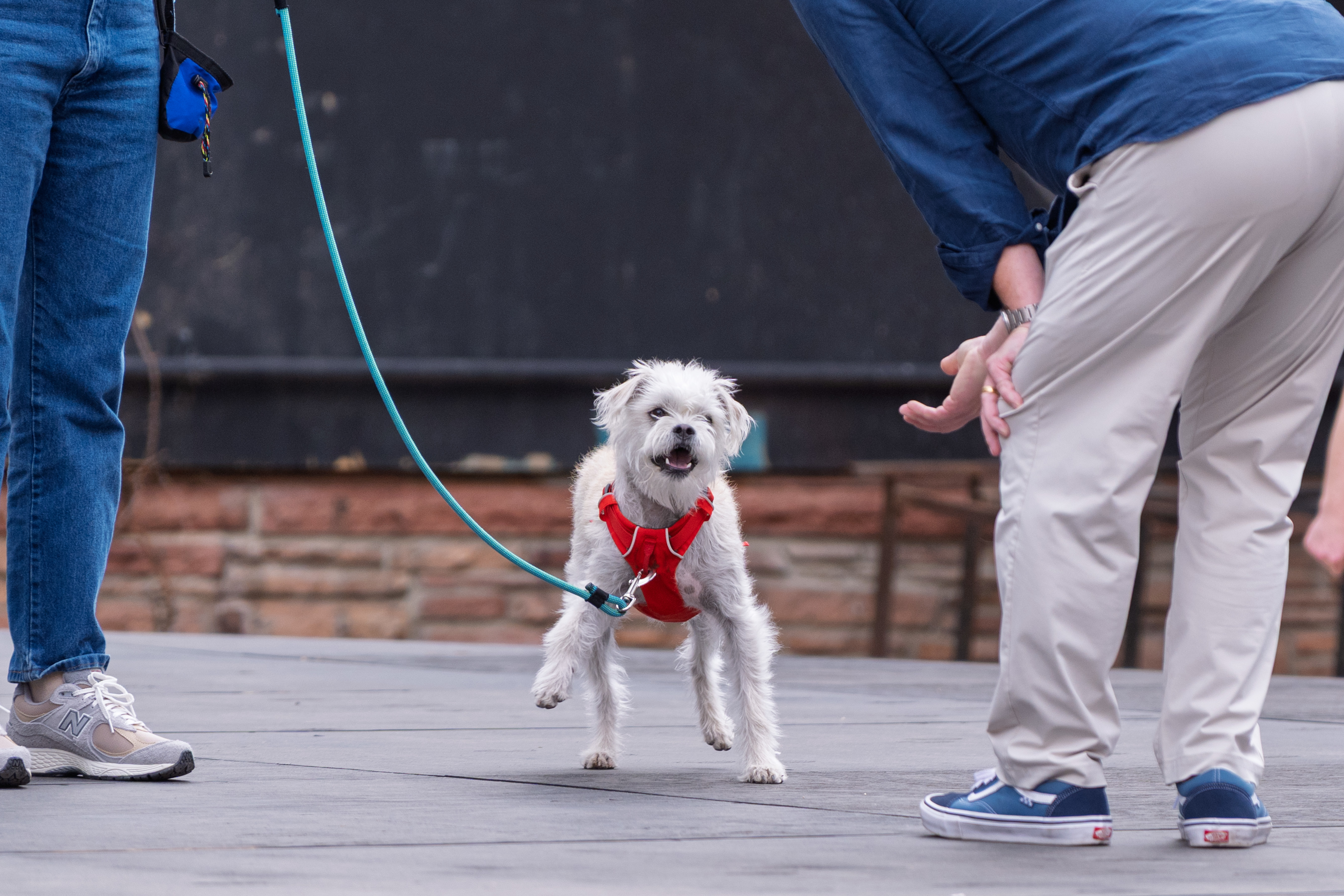 A dog runs onstage