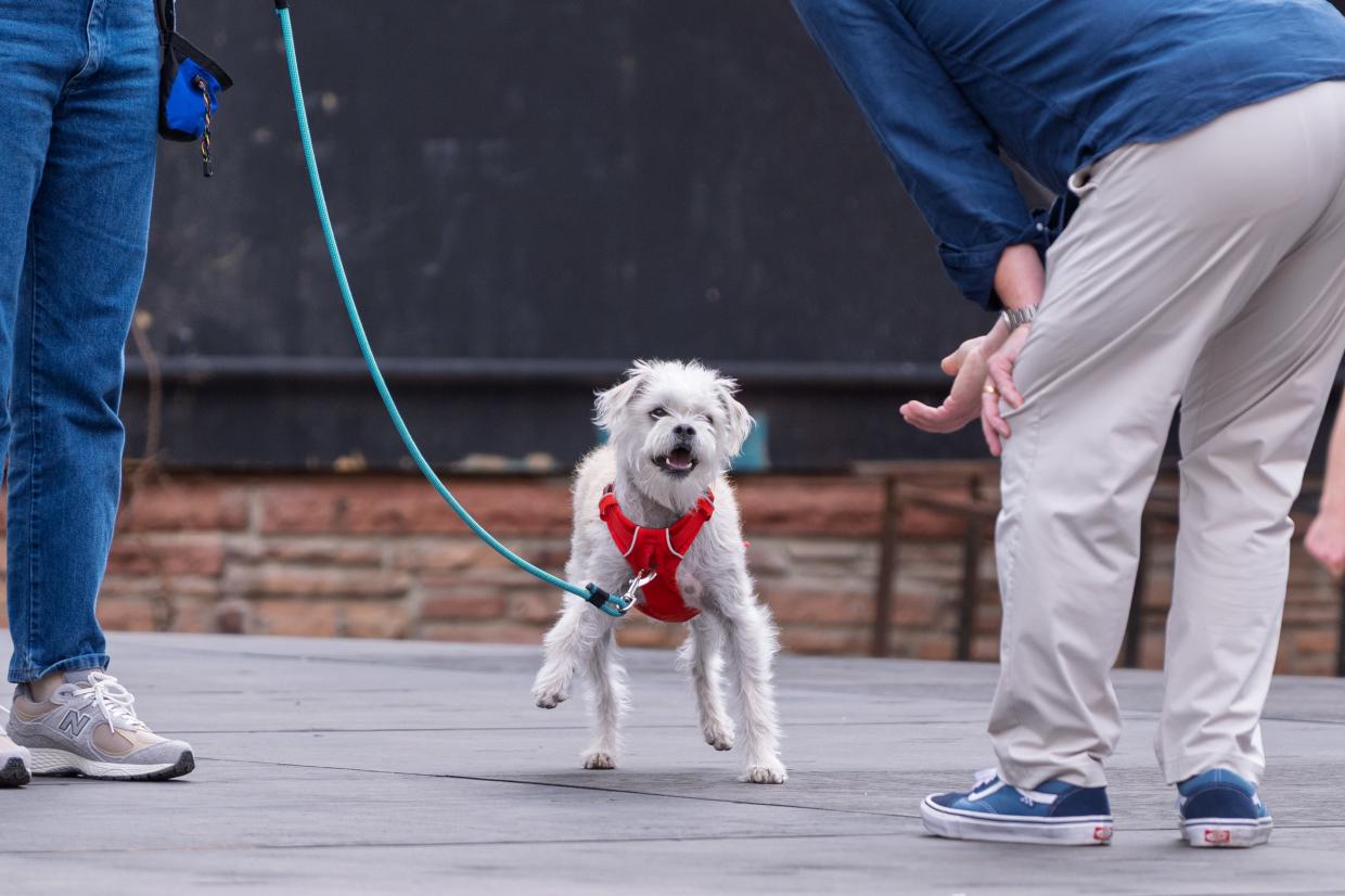 A dog runs onstage
