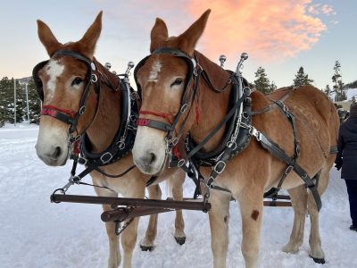 Ten Things to Do in Frisco