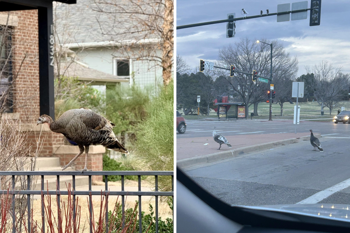 A collage of photos of turkeys spotted in Denver in 2026.