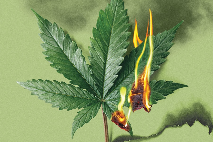 a marijuana leaf burns