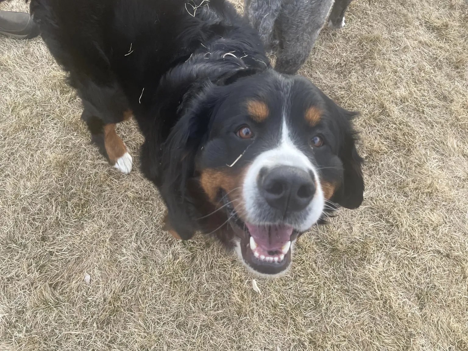 dog in Congress Park