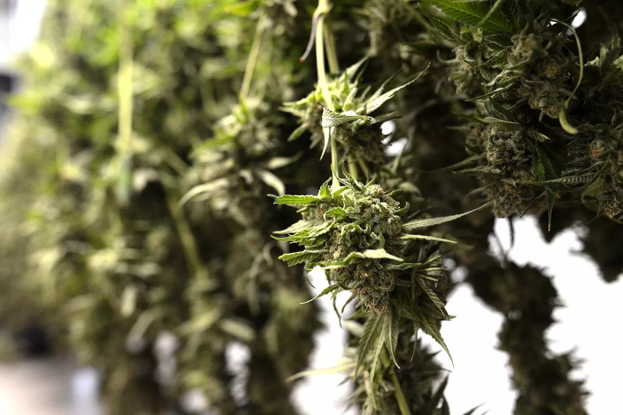 Cannabis buds hang to dry after harvest