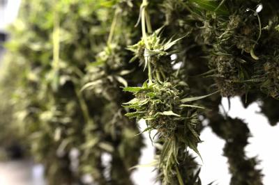Colorado Issues Eleventh Marijuana Recall of 2026