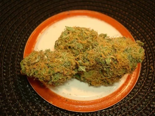 Bright green cannabis buds