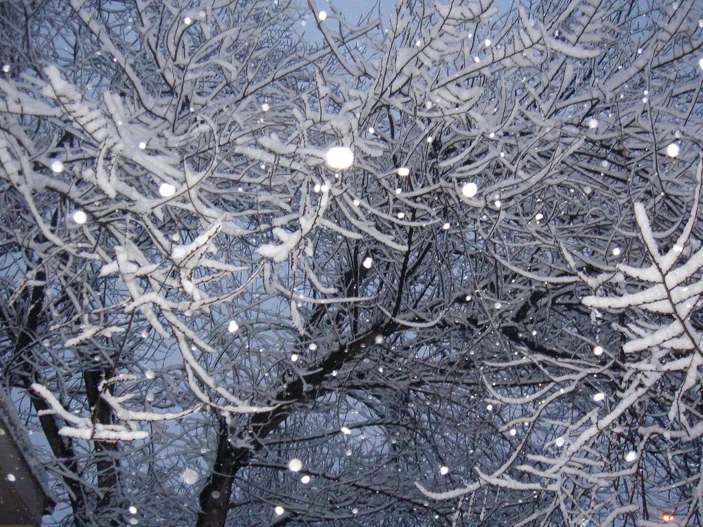 Tips for Transplants: Rules for January in Denver