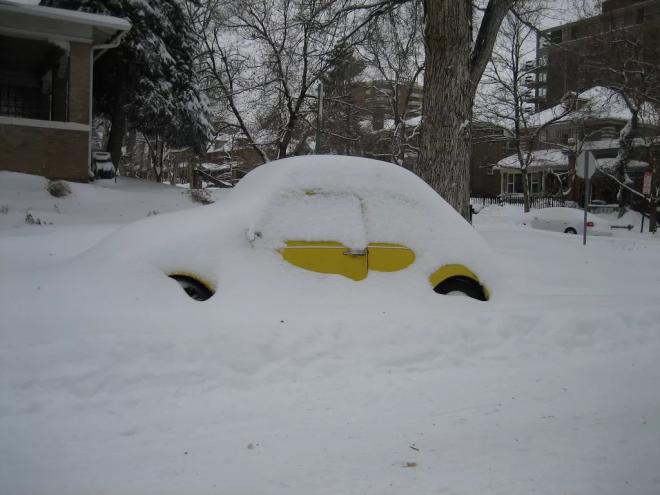 beetle in snow