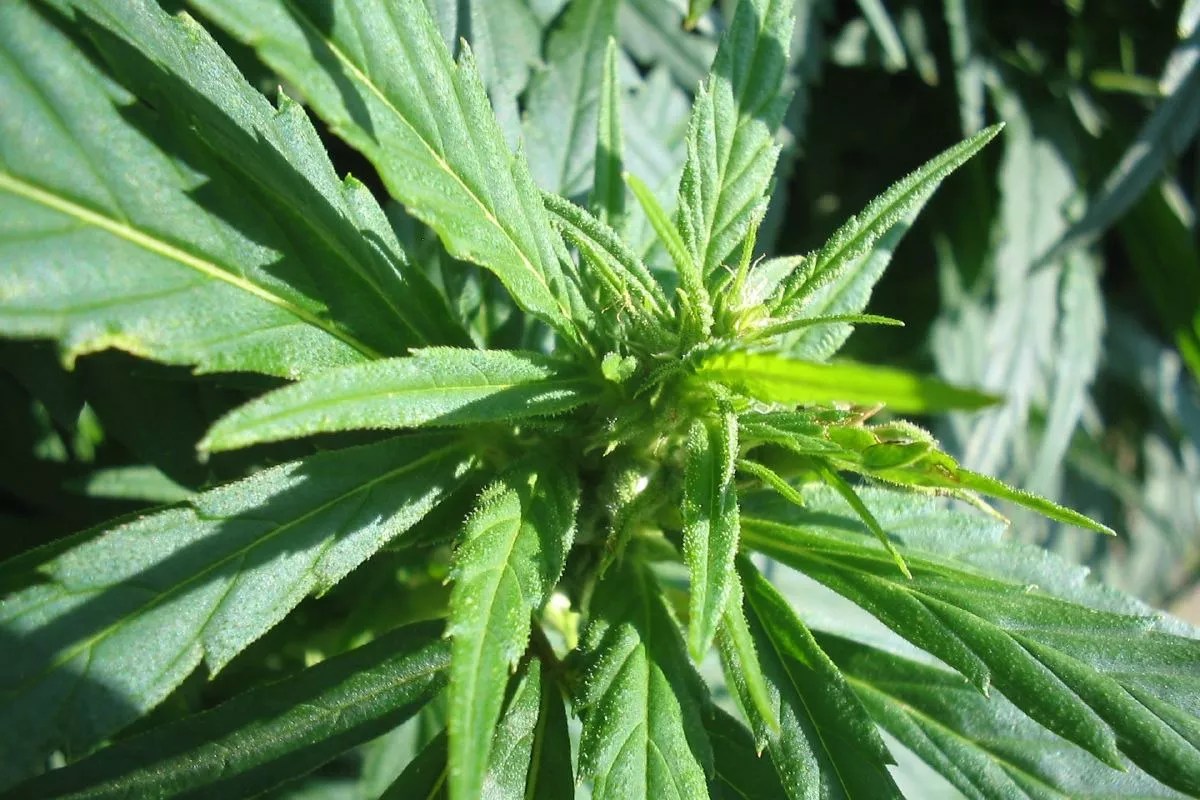 Colorado Cannabis Law Firm Expands to Include Hemp and CBD