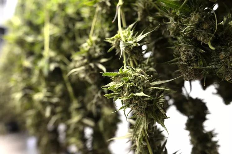 Veritas Cannabis, Colorado’s First Licensed Stand-Alone Grow, Aims High