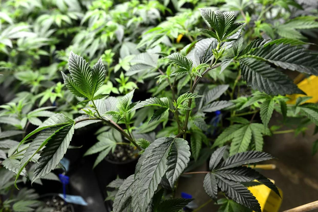 Cops Can Destroy Seized Weed, Colorado Supreme Court Rules