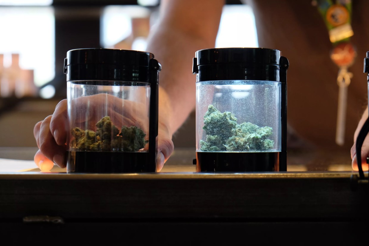 Colorado Marijuana Sales Continue at Record Pace