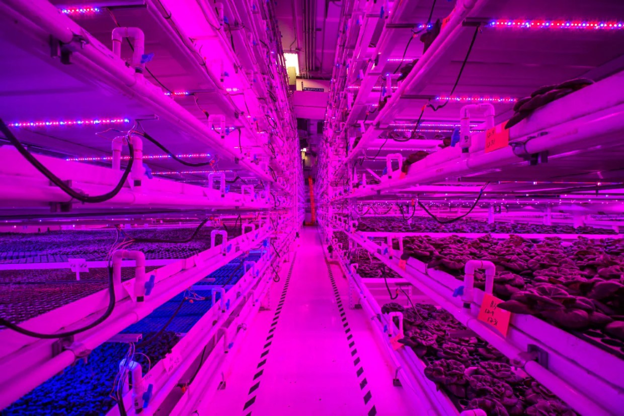 Infinite Harvest Grows Food for the Future of Earth…and Beyond