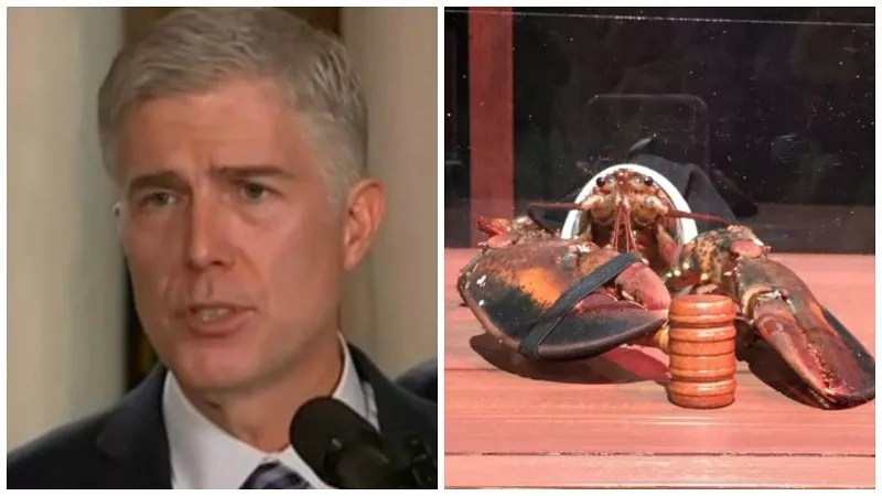 John Oliver Twitter Contest: Pick a Lobster to Play Supreme Court Nom Neil Gorsuch