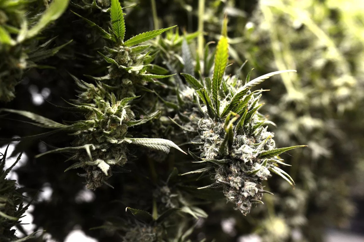 “Marijuana as Medicine”: National Institute on Drug Abuse Updates Its Website