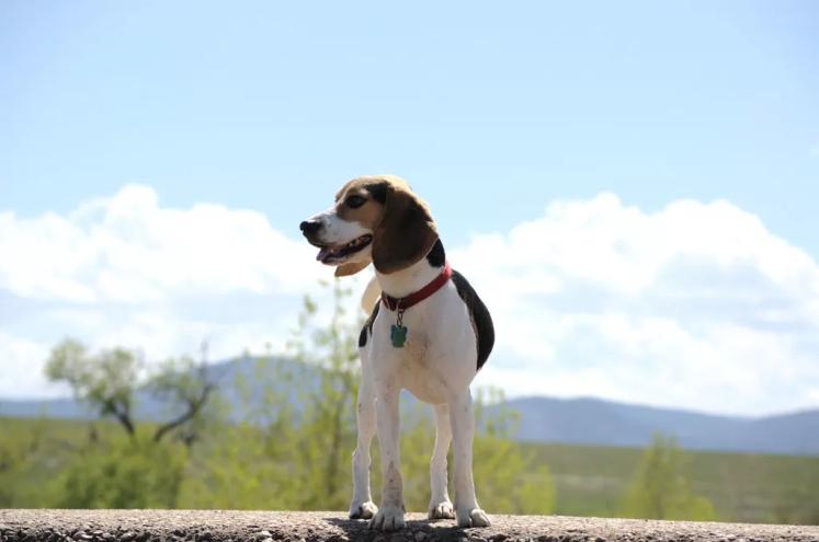 A dog stands.