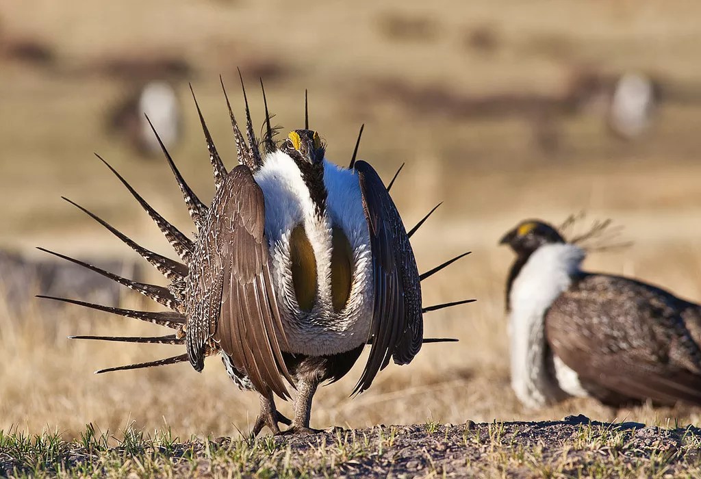 Interior Secretary’s Sage-Grouse Order Ruffles Feathers in Western States