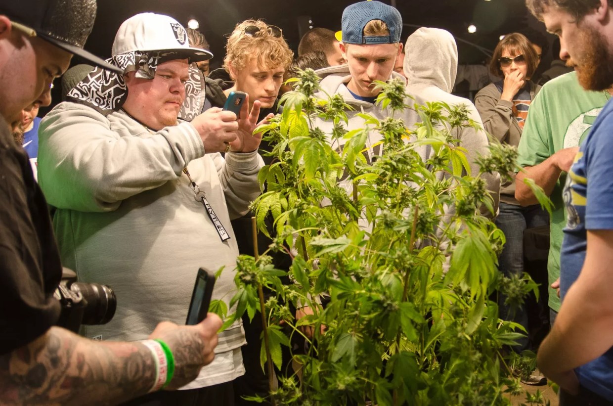 Battle of Buds: <i>High Times</i> Cannabis Cup Tests Colorado Weed Brands
