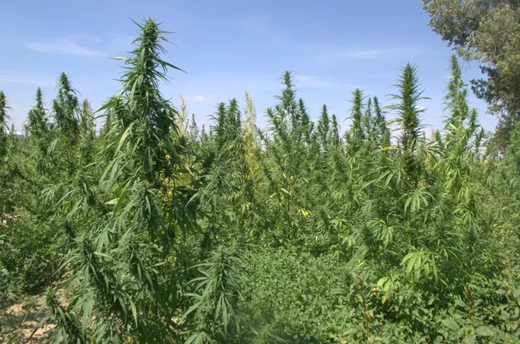 Senate Appropriations Committee Approves Industrial Hemp Water Rights Act